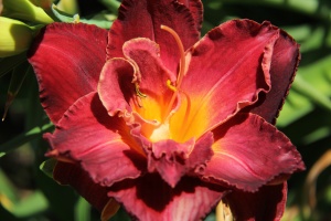 Лилейник 'Burgundy Love'