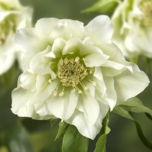 Морозник восточный 'Double Hybrids White Promis' (С3)