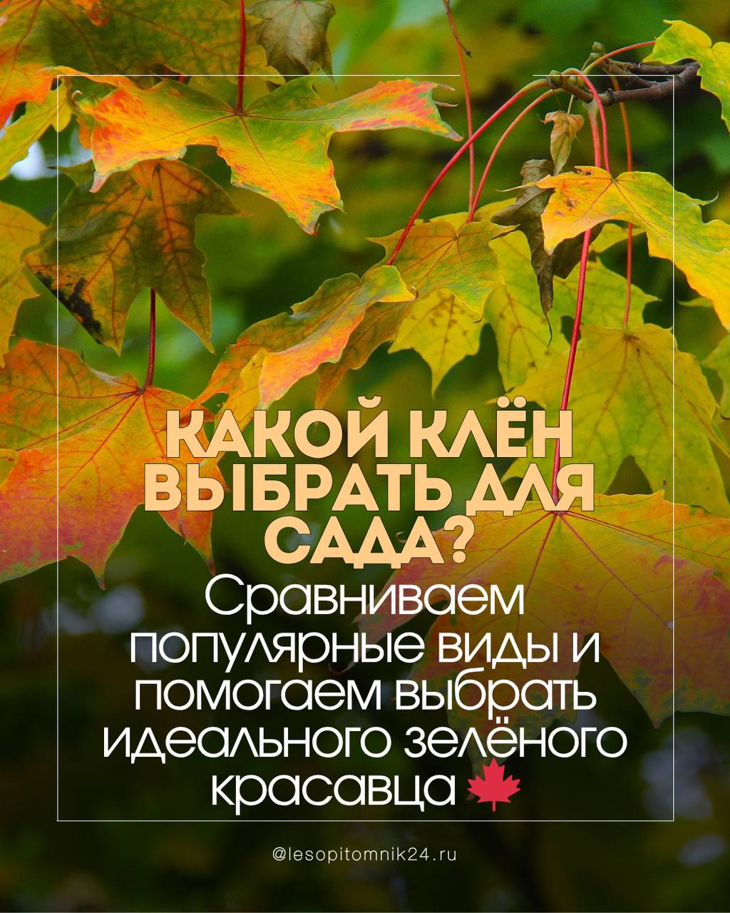 Какой клён выбрать для сада? Какой клён выбрать для сада?