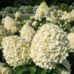 Гортензия метельчатая 'Cotton Cream'