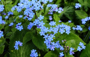 Бруннера сибирская 'Brunnera sibirica' (С3)