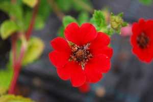 Лапчатка 'Gibson's Scarlet' (С3)