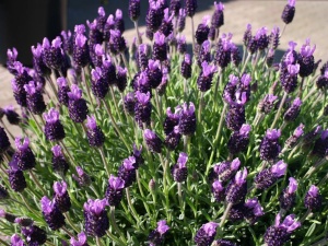Лаванда стэдхадская 'Javelin Deep Purple'