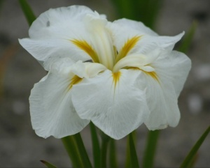 Ирис японский 'White Ladies'