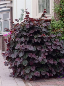 Лещина крупная 'Purpurea'