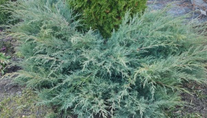 Можжевельник виргинский 'Grey Owl'
