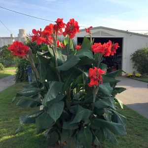Канна 'Brilliant'