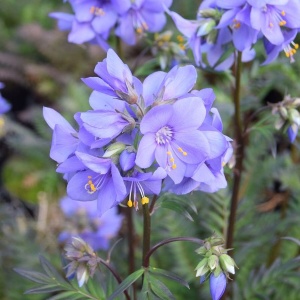 Синюха иезонская 'Bressingham Purple'