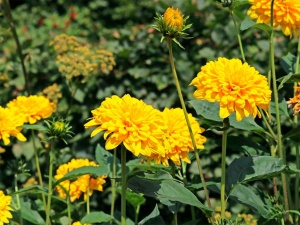 Подсолнечник клубненосный 'Loddon Gold' (С3)