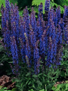 Шалфей дубравный "New Dimension Blue" (10-20 см, P9)