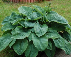 Хоста 'Elegans'