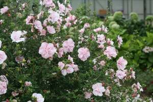 Гибискус 'Pink Chiffon'