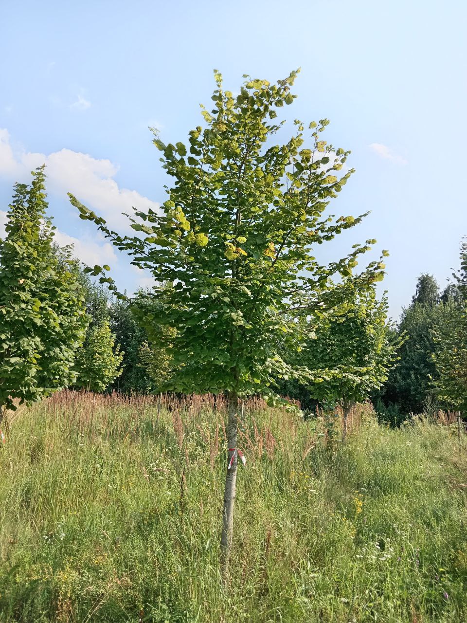 Липа крупнолистная 'Тilia platyphyllos' EXTRA (о/с 14-16 см 300-400 см)