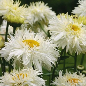 Нивяник "Crazy Daisy" (10-20 см, P9)