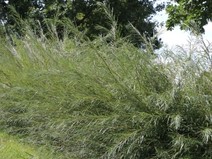 Ива розмаринолистная salix rozmarinifolia