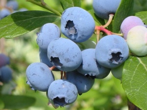 Голубика высокорослая 'Bluecrop'