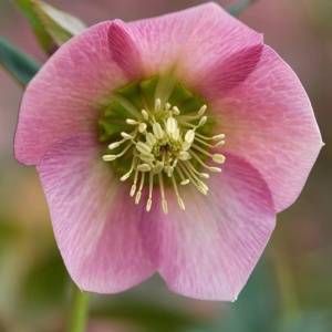 Морозник восточный 'Pretty Ellen Pink' (С3)
