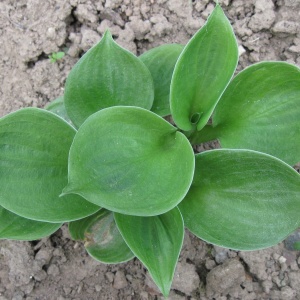 Хоста 'Monster Ears'