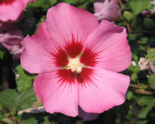 Гибискус сирийский "Пинк Джаент" (Hibiscus syriacus "Pink Giant")