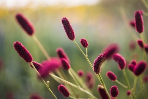Кровохлебка 'Cangshan Cranberry' (С3)