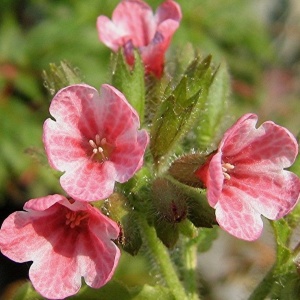 Медуница 'Barfield Pink' (С3)