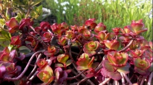Очиток ложный "Purpureum" (10-20 см, P9)