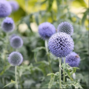 Мордовник банатский 'Taplow Blue'