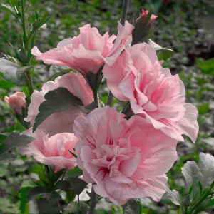 Гибискус Сирийский 'Pink Chiffon'