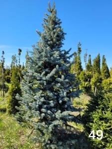 Ель колючая голубая 'Hoopsii'