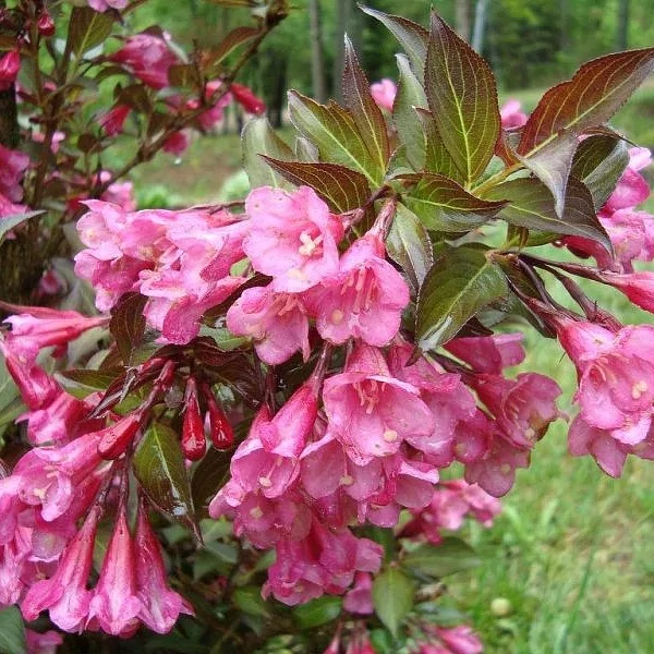 Вейгела цветущая "Нана пурпуреа" (Weigela florida "Nana Purpurea") 