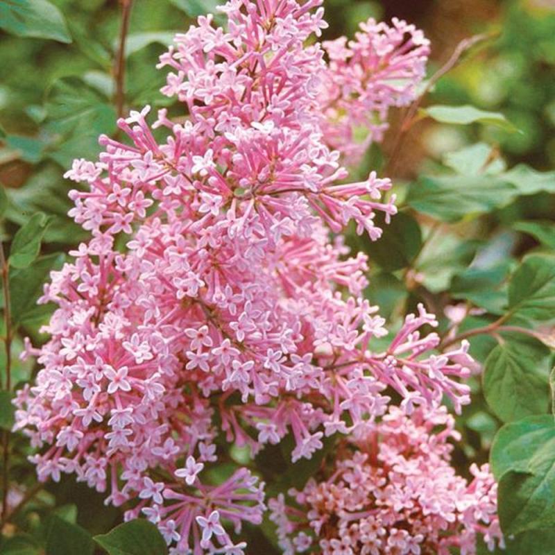 Сирень гибридная 'Pink Perfume' (С10)