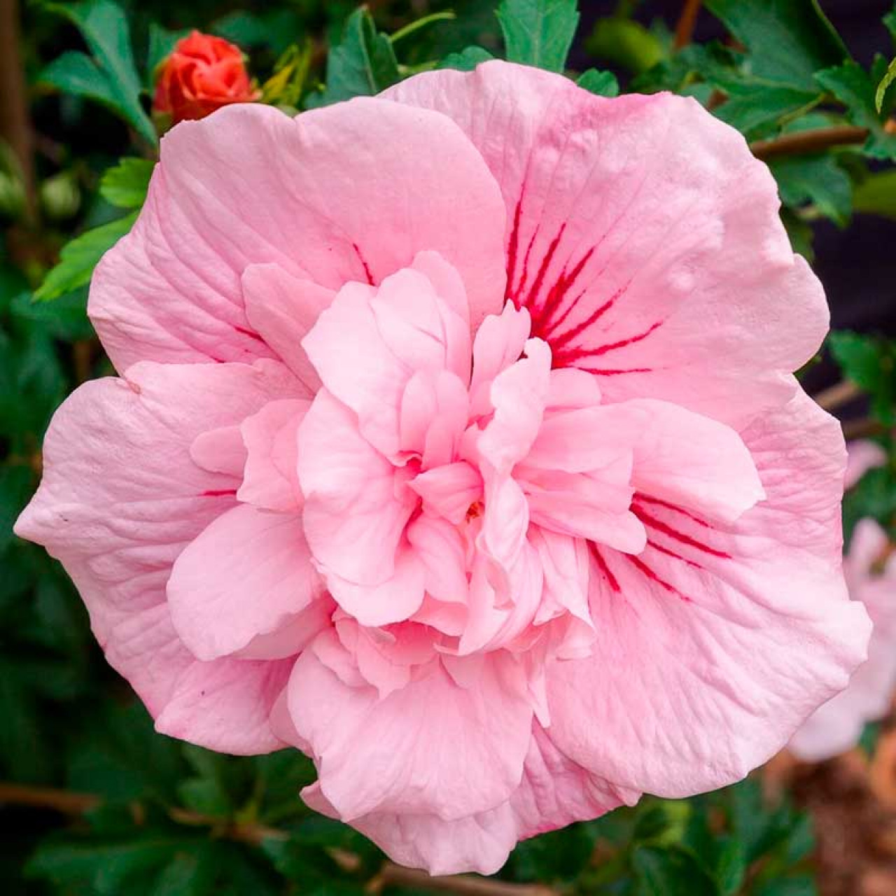Гибискус сирийский "Пинк Чиффон" (Hibiscus syriacus "Pink Chiffon"), С3