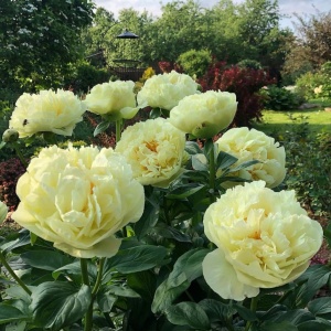 Пион 'Lemon Chiffon' (С3)