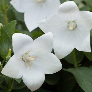 Ширококолокольчик крупноцветковый 'Fuji White' (С3)