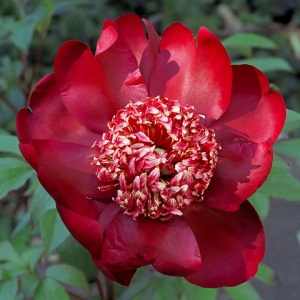 Пион молочноцветковый 'Nippon Beauty'