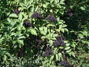 Бузина черная 'Haschberg'