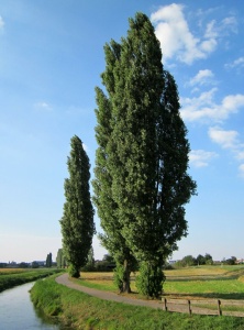 Тополь пирамидальный  'Populus nigra f. pyramidalis'