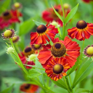 Гелениум 'Moerheim Beauty' (С3)
