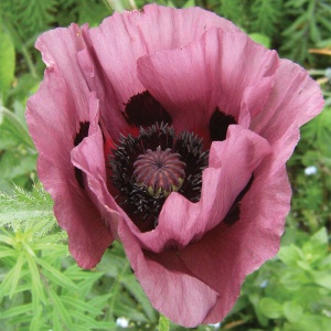 Ирис 'Patty`s Plum'
