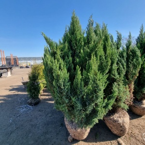 Живая изгородь: Можжевельник китайский Stricta 10шт