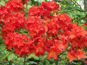 Азалия гибридная "Hotspur Red"