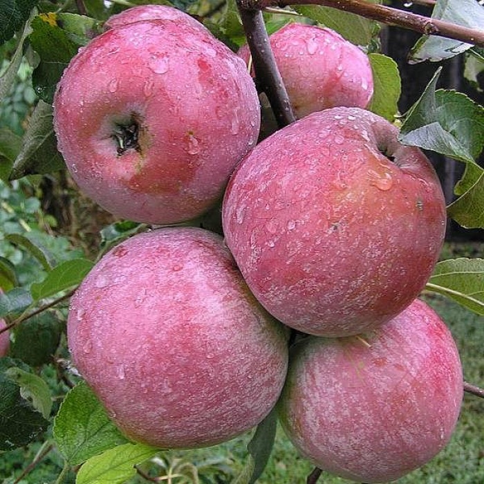 Яблоня Подарок Графскому, 2г, С10
