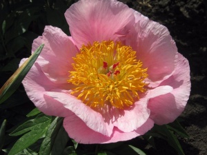 Пион 'Roselette'