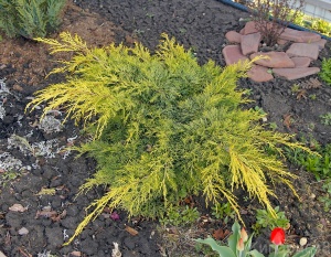 Можжевельник средний 'Goldkissen'