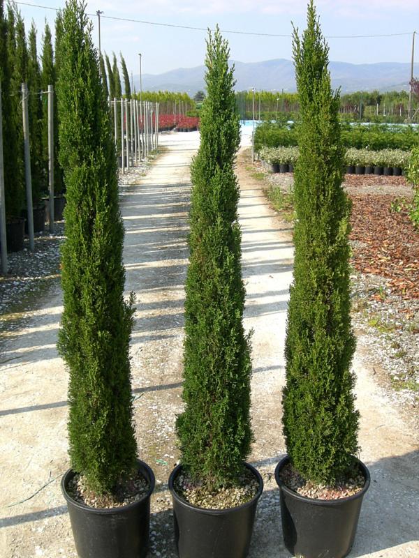 Кипарис вечнозеленый Stricta (Ком)