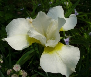 Ирис сибирский 'White Swirl'