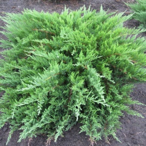 Можжевельник казацкий 'Tamariscifolia'
