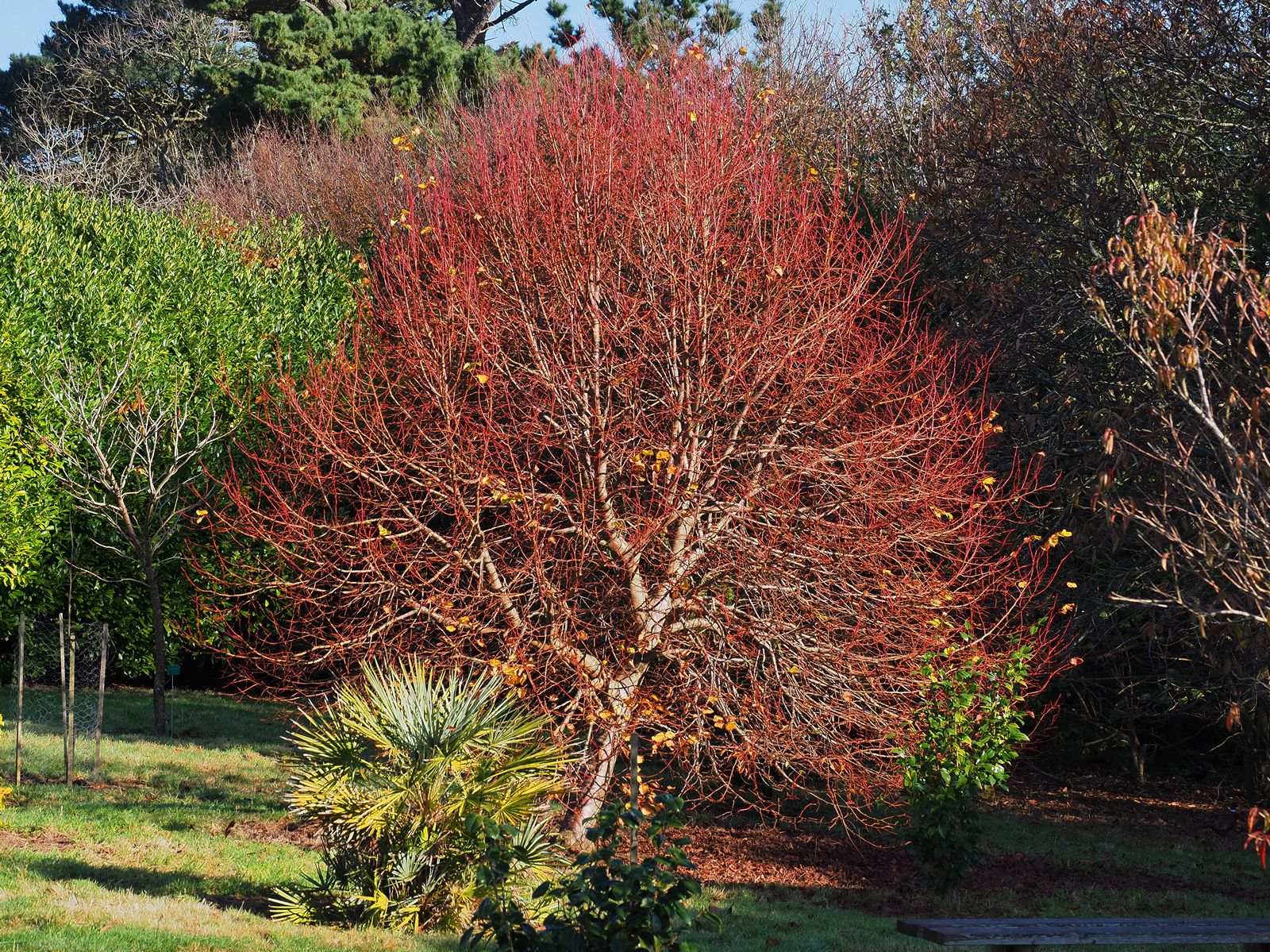 Липа мелколистная 'Winter Orange' (о/с 14-16 350-400 см)