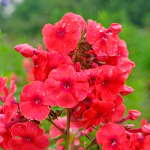 Флокс метельчатый 'Juliglut'