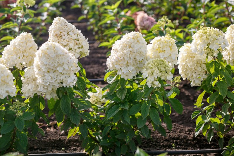 Гортензия метельчатая "Summer Snow" (С35)